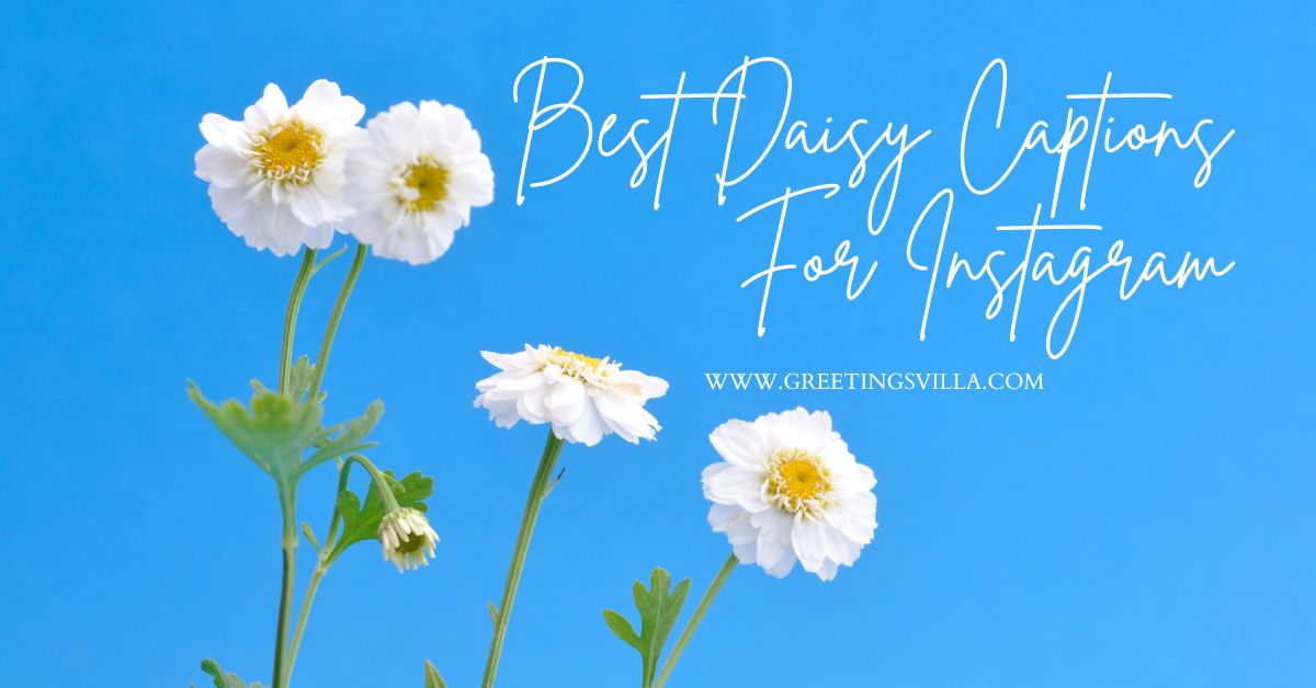 Best Daisy Captions For Instagram