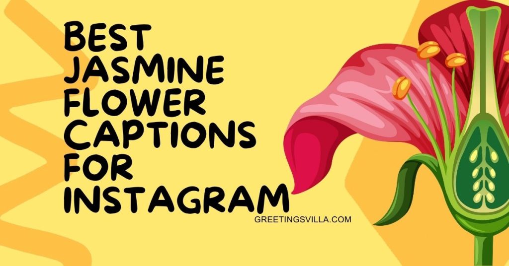 Best Jasmine Flower Captions For Instagram