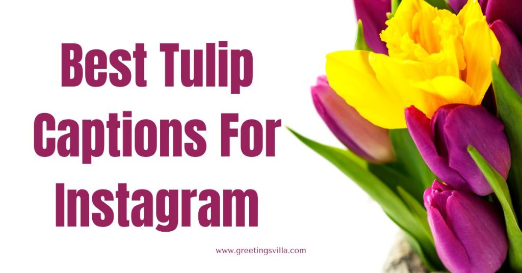 Best Tulip Captions For Instagram