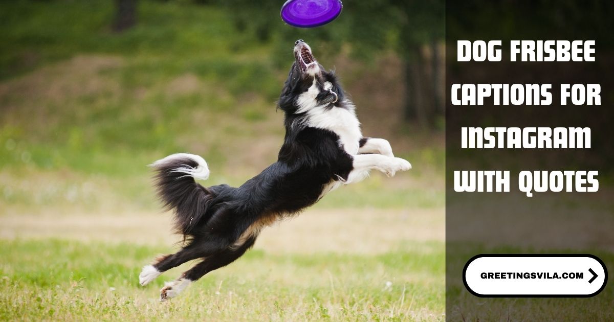 Dog Frisbee Captions for Instagram with Quotes